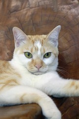nekomanma_8515_edited-1
