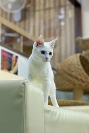 nekomanma_8098_edited-1