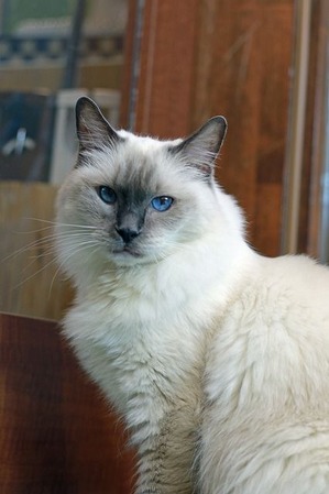 nekomanma_5827_edited-1