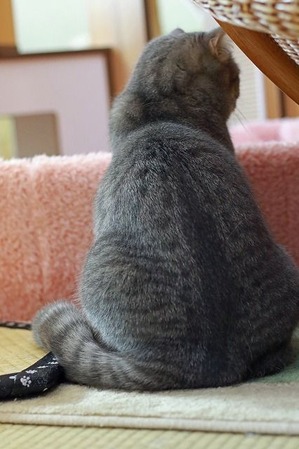 nekomanma_4407_edited-1