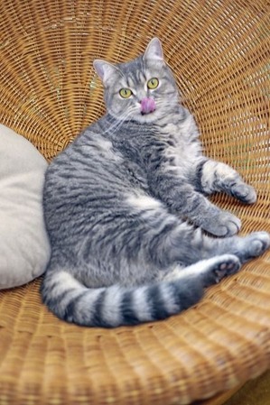 nekomanma_2047_edited-1