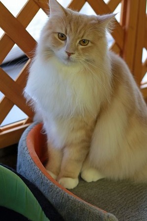 nekomanma_7513_edited-1