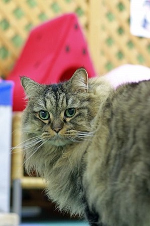 nekomanma_8695_edited-1