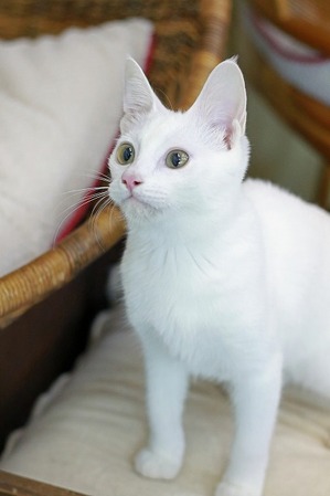 nekomanma_4536_edited-1
