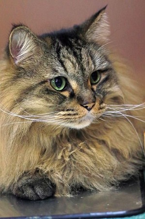 nekomanma_5691_edited-1