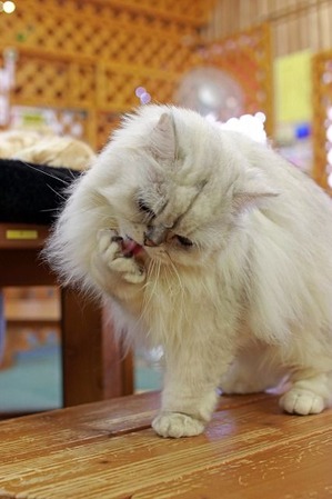 nekomanma_9397_edited-1