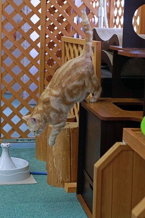 nekomanma_9034_edited-1