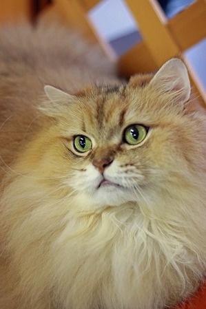 nekomanma_3158_edited-1