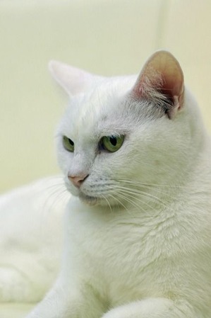 nekomanma_9468_edited-1