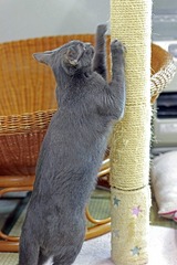 nekomanma_8889_edited-1
