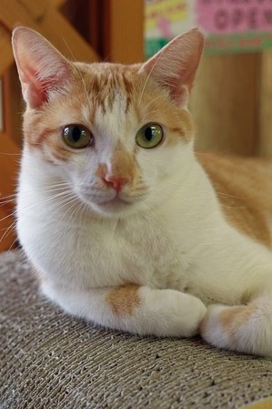 nekomanma_8688_edited-1
