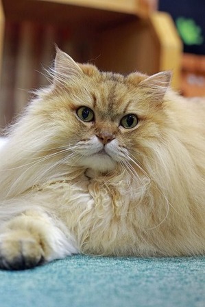 nekomanma_9913_edited-1