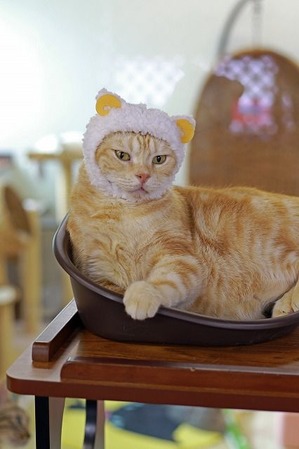 nekomanma_3617_edited-1