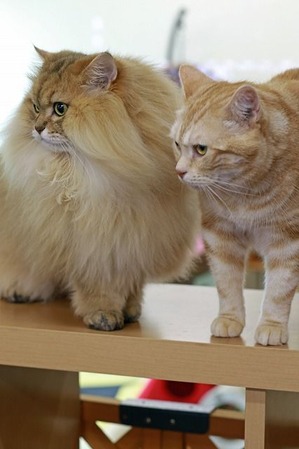 nekomanma_8062_edited-1