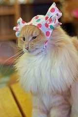 nekomanma_5342_edited-1