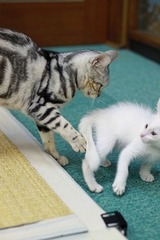 nekomanma_8950_edited-1