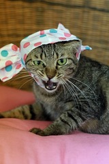 nekomanma_5366_edited-1
