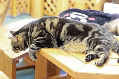 nekomanma_8584_edited-1
