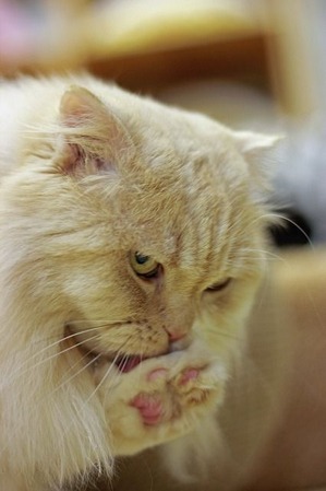 nekomanma_4955_edited-1