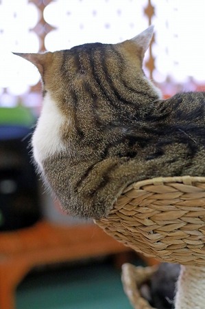 nekomanma_8986_edited-1