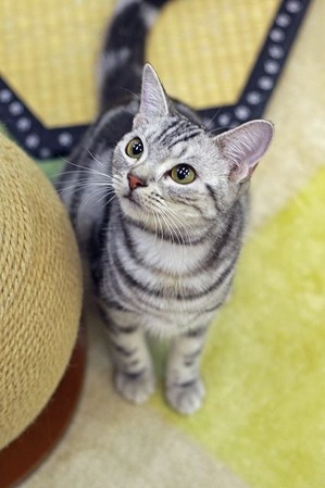 nekomanma_6688_edited-1