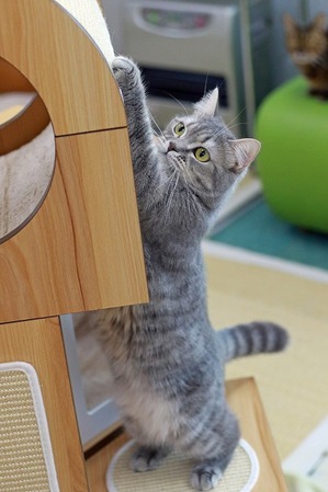 nekomanma_4114_edited-1
