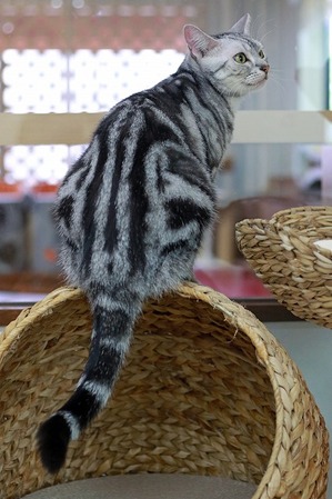 nekomanma_7250_edited-1