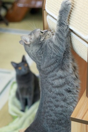 nekomanma_4116_edited-1