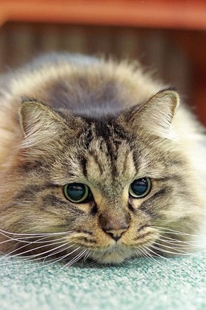 nekomanma_5321_edited-1