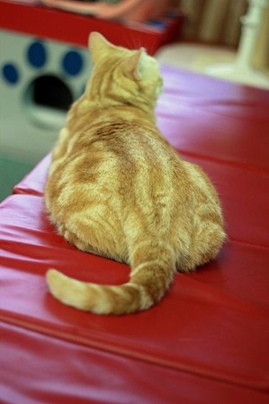 nekomanma_5048_edited-1