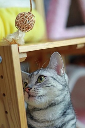 nekomanma_6294_edited-1