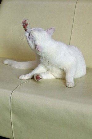 nekomanma_9388_edited-1