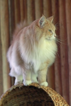 nekomanma_5771_edited-1