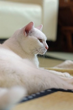 nekomanma_6998_edited-1