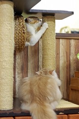 nekomanma_8048_edited-1