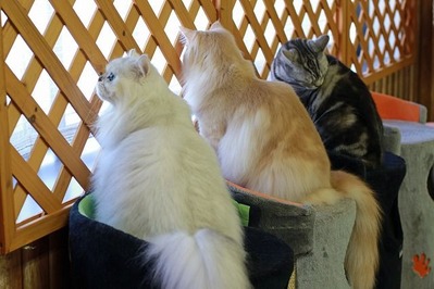 nekomanma_8207_edited-1