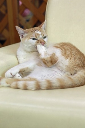 nekomanma_9232_edited-1