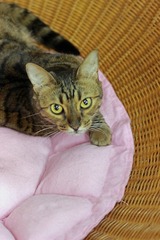 nekomanma_3659_edited-1