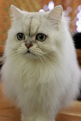 nekomanma_3320_edited-1