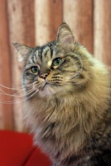 nekomanma_1357_edited-1