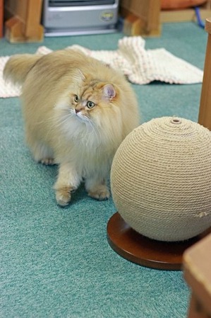 nekomanma_4921_edited-1