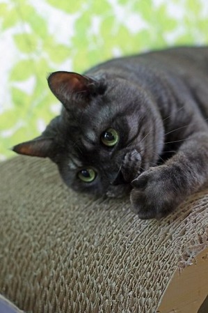 nekomanma_2556_edited-1