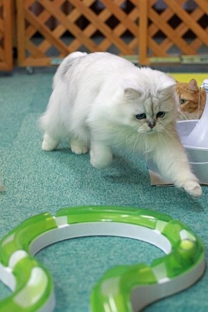 nekomanma_8687_edited-1