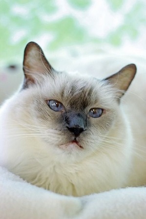 nekomanma_2784_edited-1