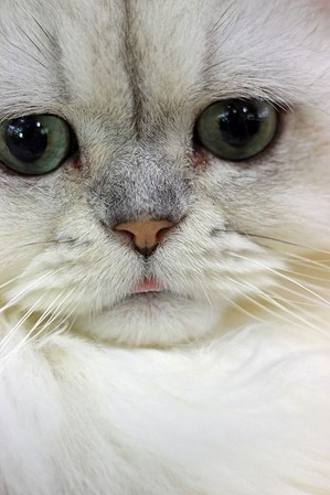 nekomanma_8539_edited-1
