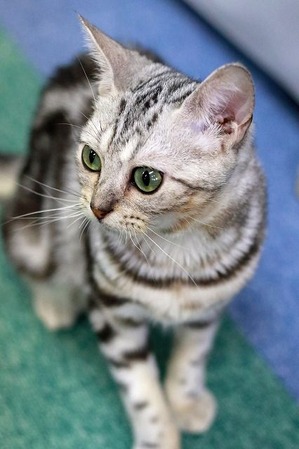 nekomanma_2642_edited-1