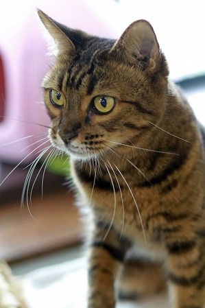 nekomanma_1740_edited-1