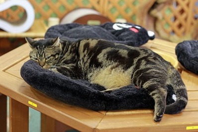 nekomanma_9994_edited-1