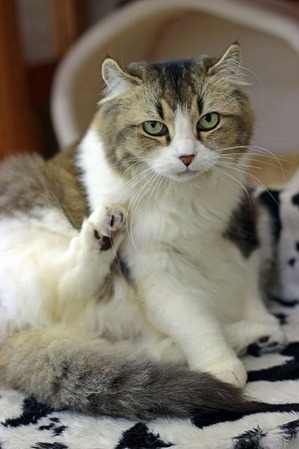 nekomanma_8208_edited-1