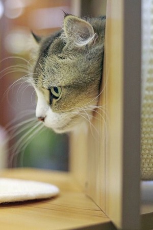 nekomanma_6618_edited-1